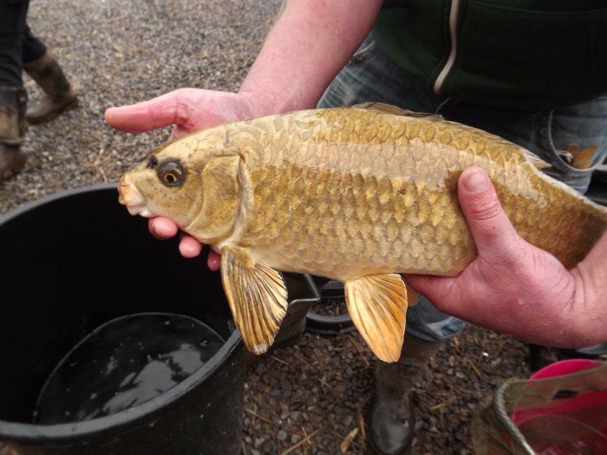 Marsh Water Ponds Fishery Villa Kidwelly Exterior foto